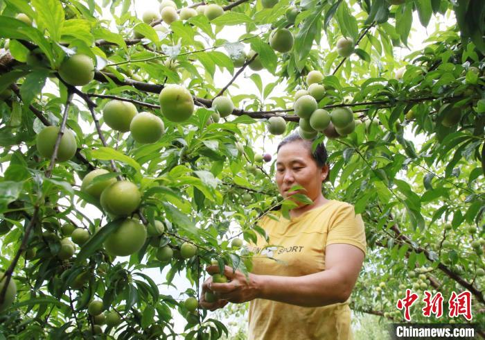 云南绥江半边红李迎来采摘季 产品销往越南泰国等国