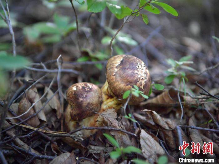 吉林延边松茸“抢鲜”销海外